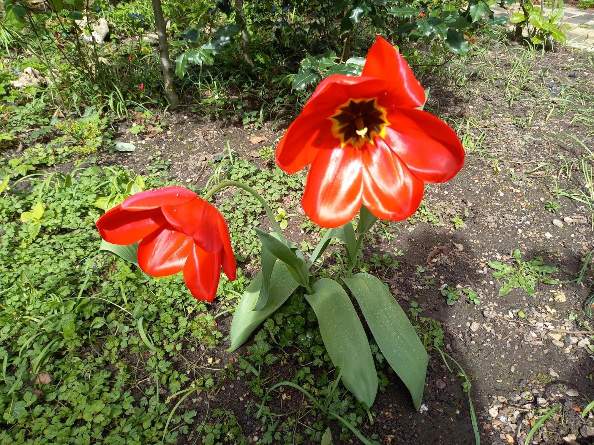 La Teranga De Kadi & Cathy, Avec Jardin Privatif Lejlighed Nancy Eksteriør billede